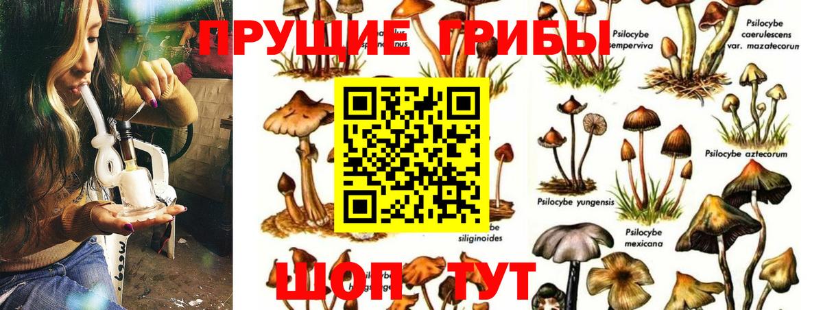 Псилоцибиновые грибы прущие грибы  Вход с VPN  Будённовск  Псилоцибиновые грибы GOLDEN TEACHER 